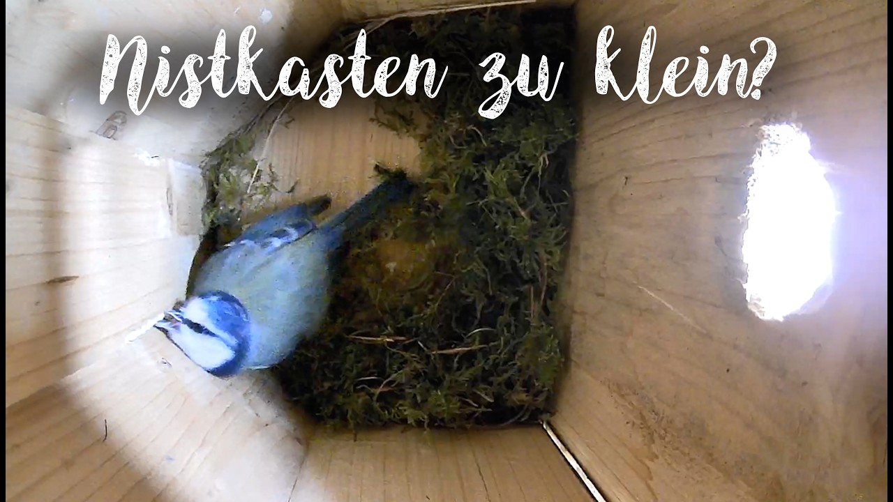 Ist der Nistkasten zu klein? Eine neue Art: Blauspecht gesichtet! 😂