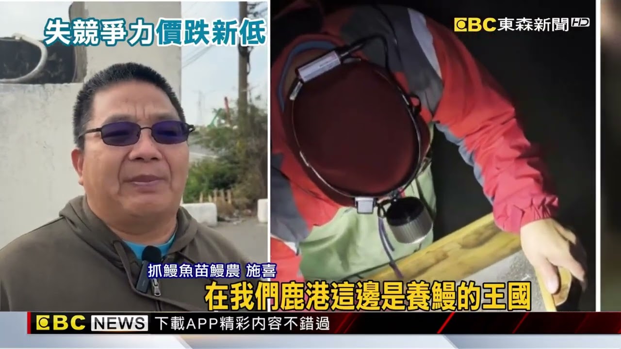 鰻苗價格創30年新低！ 一尾25元跌至5元@newsebc