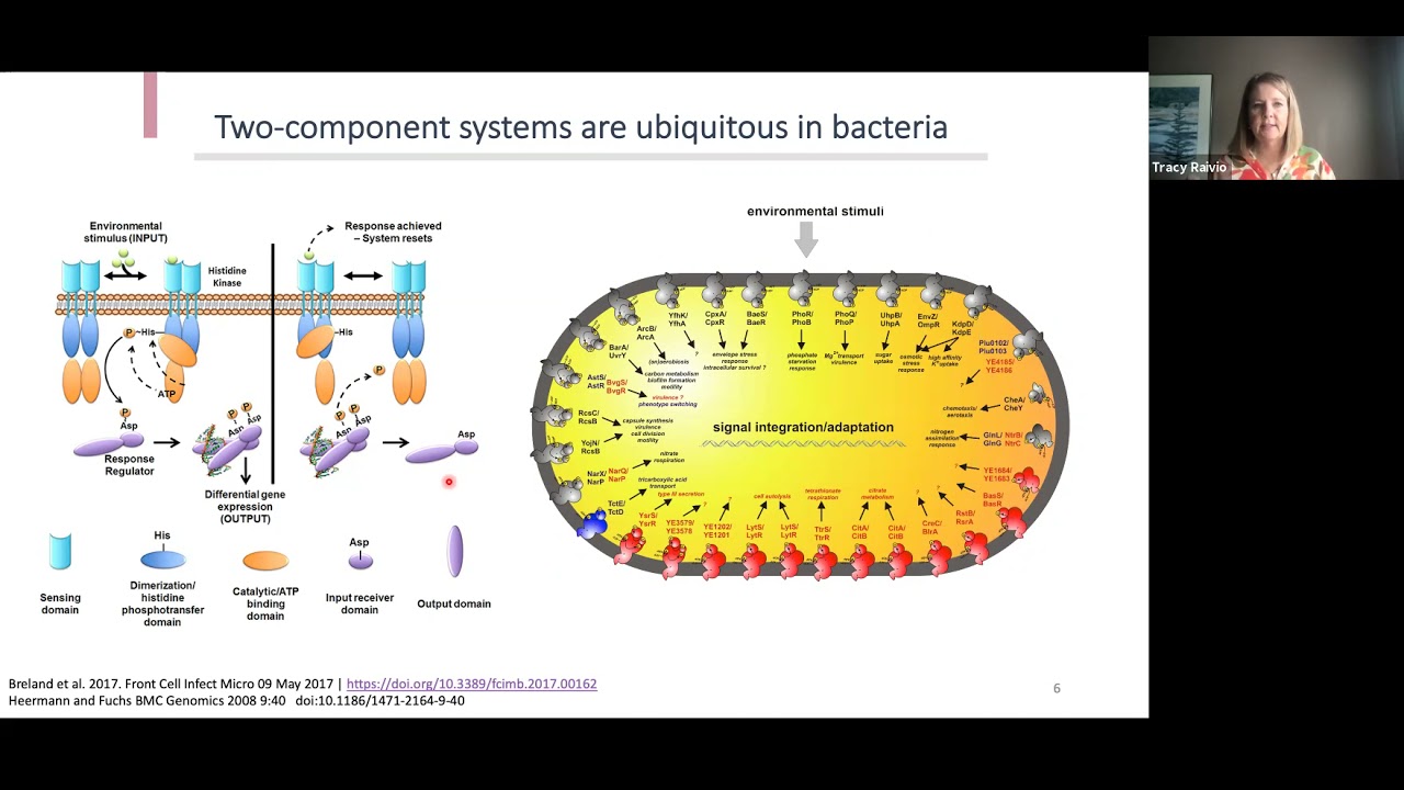 2021 09 16_Tracy Raivio_Pushing the bacterial envelope - from respiration to infection