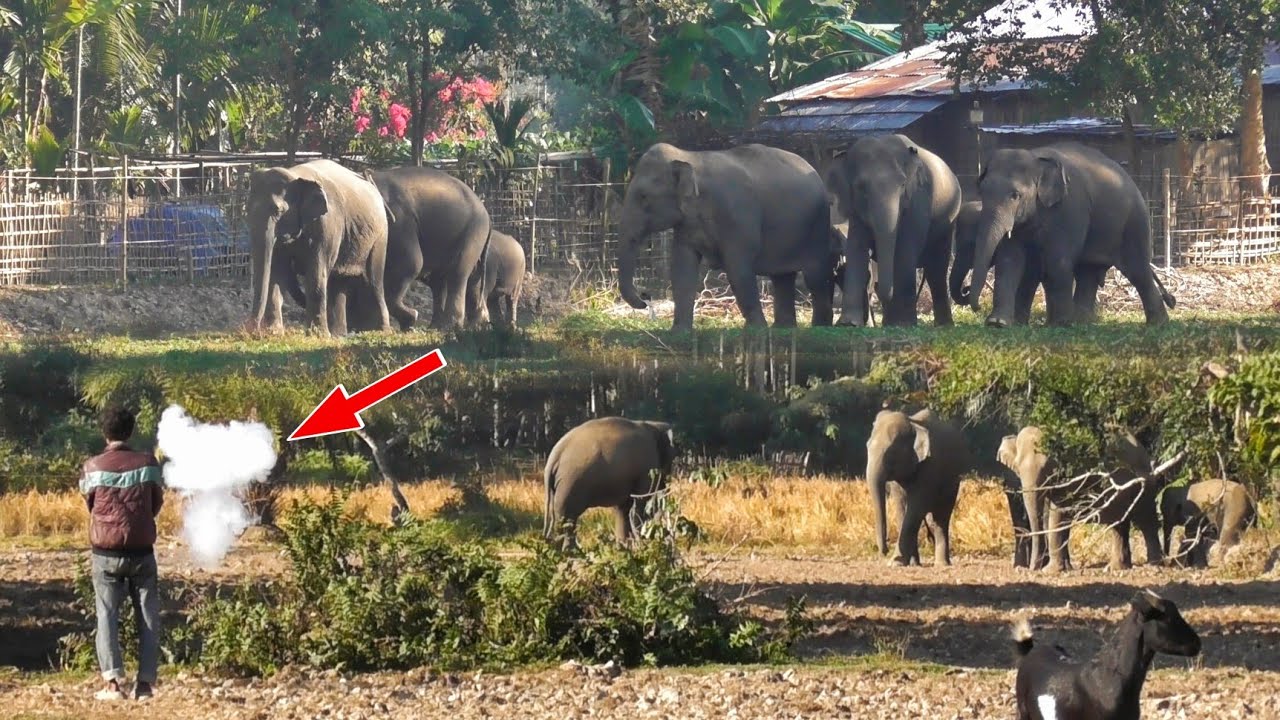 12 February 2026 #wildlife #elephant #assam #viral