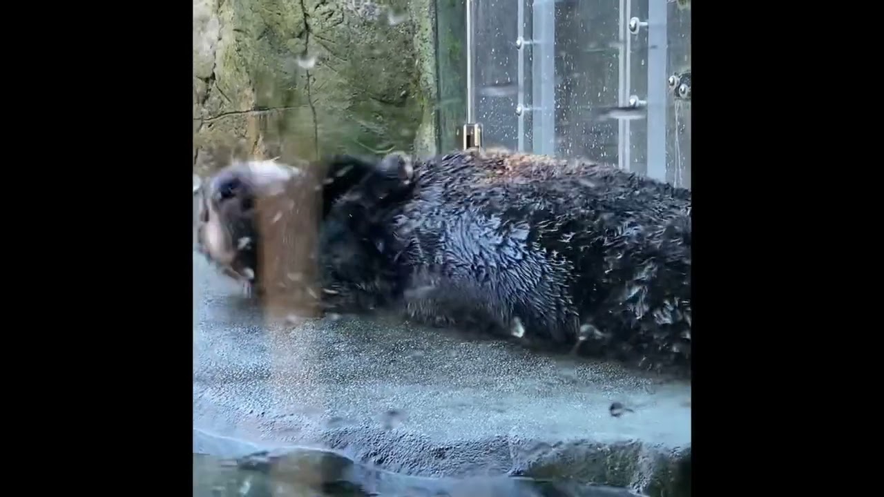 Joey sea otter Jan 27th 2022