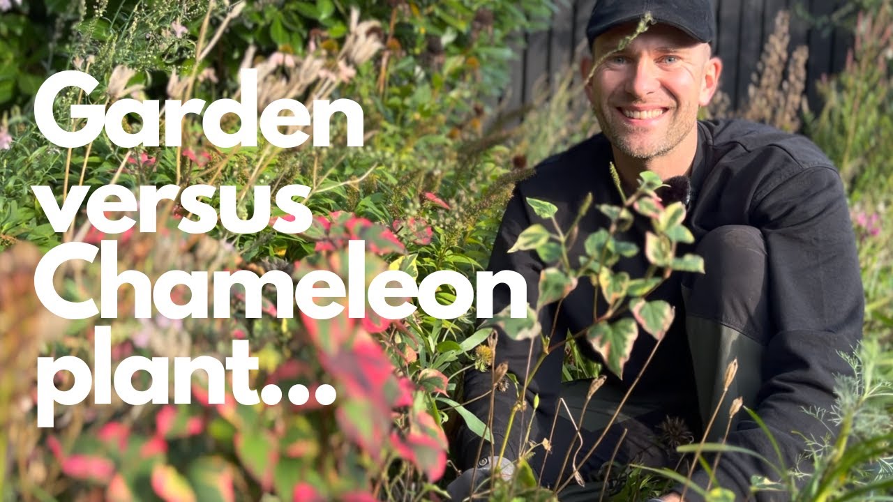 Eliminating Chameleon Plant from Our Garden | Root-to-Rhizome Removal Guide | Perennial Garden