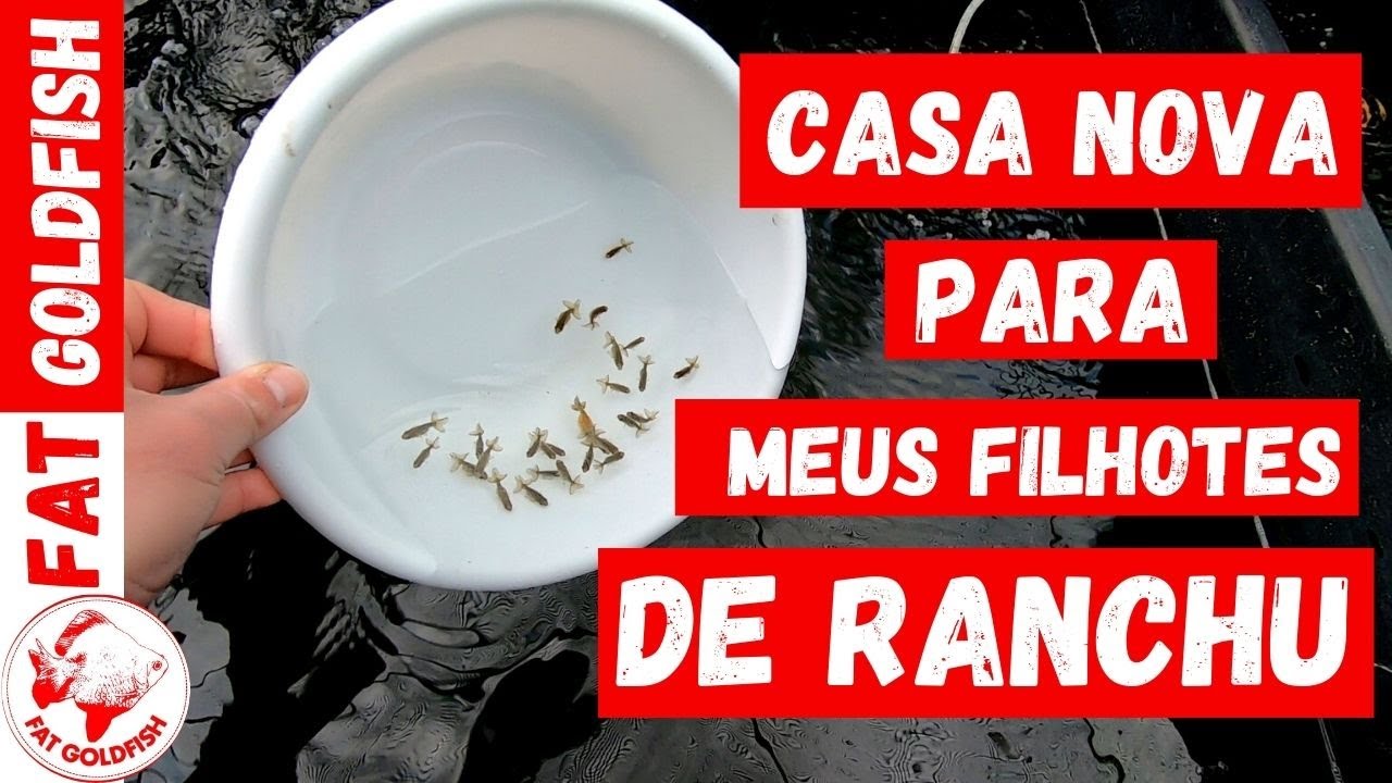 Casa nova para meus filhotes de Ranchu