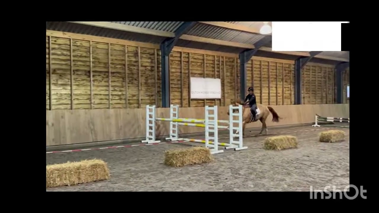4y. Wallach / gelding v. Iago des Peupliers