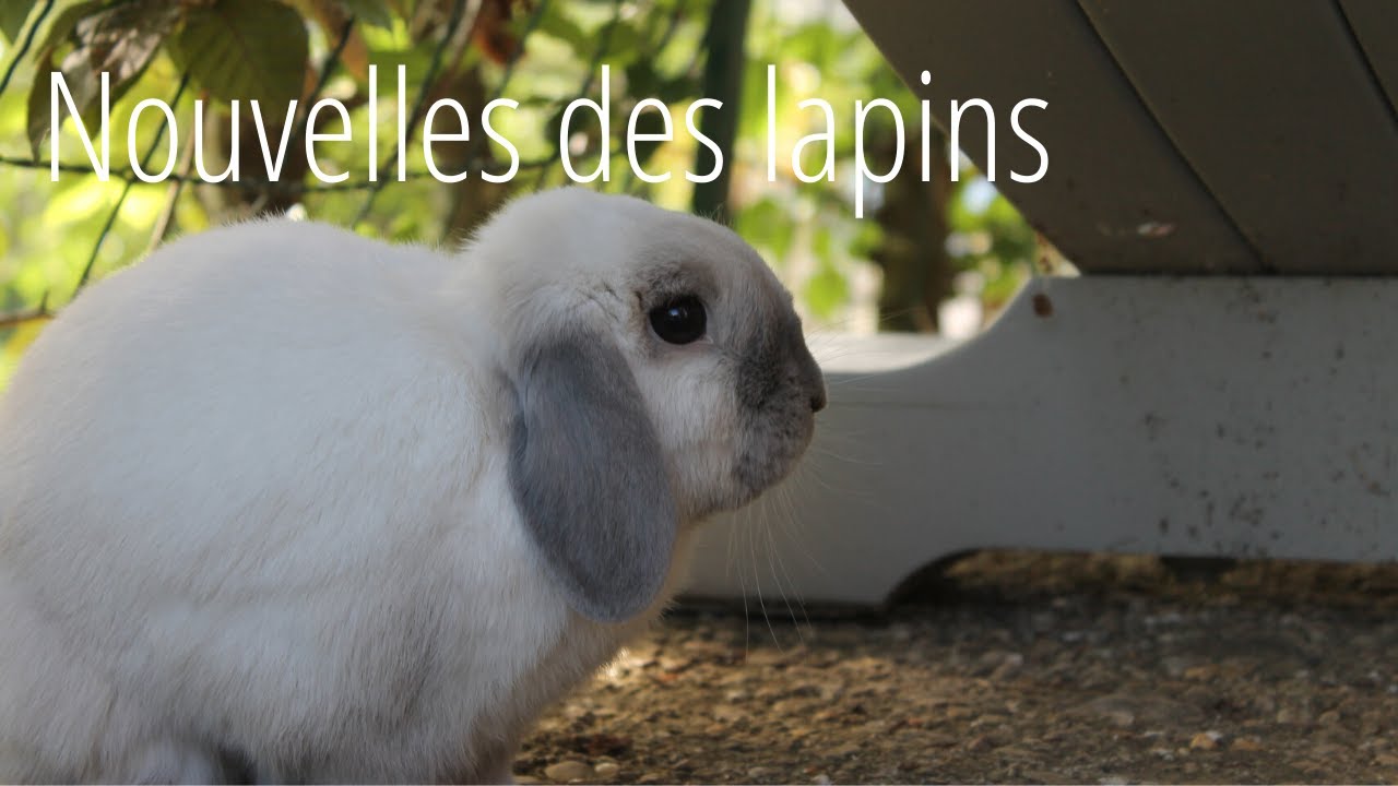 Vaccins, vacances, canicule | Nouvelles des lapins