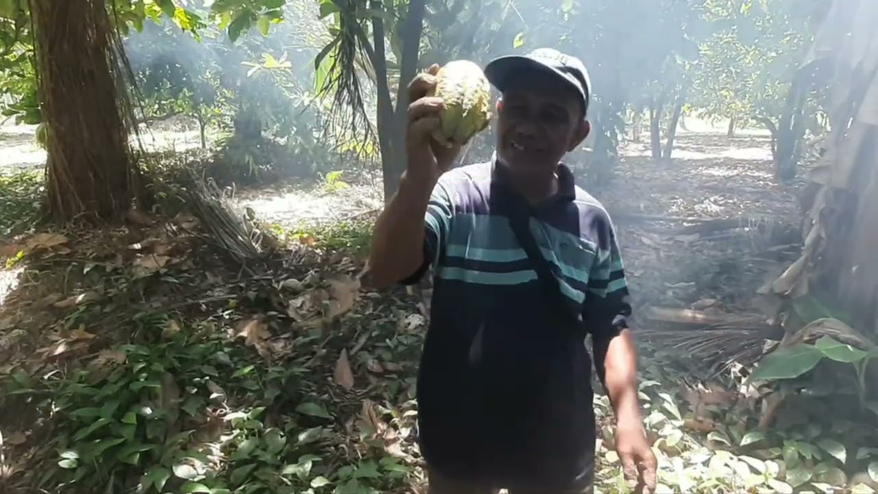 Tanam Kelapa dan Panen Coklat di kebun nenek@Ungke Sang Pengembara
