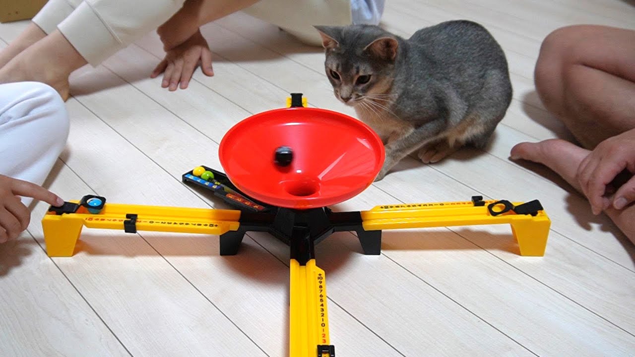 【きにゃこ物語】猫とスリルボムゲームをしたらスリルましましになりました【スコティッシュフォールド】【アビシニアン】