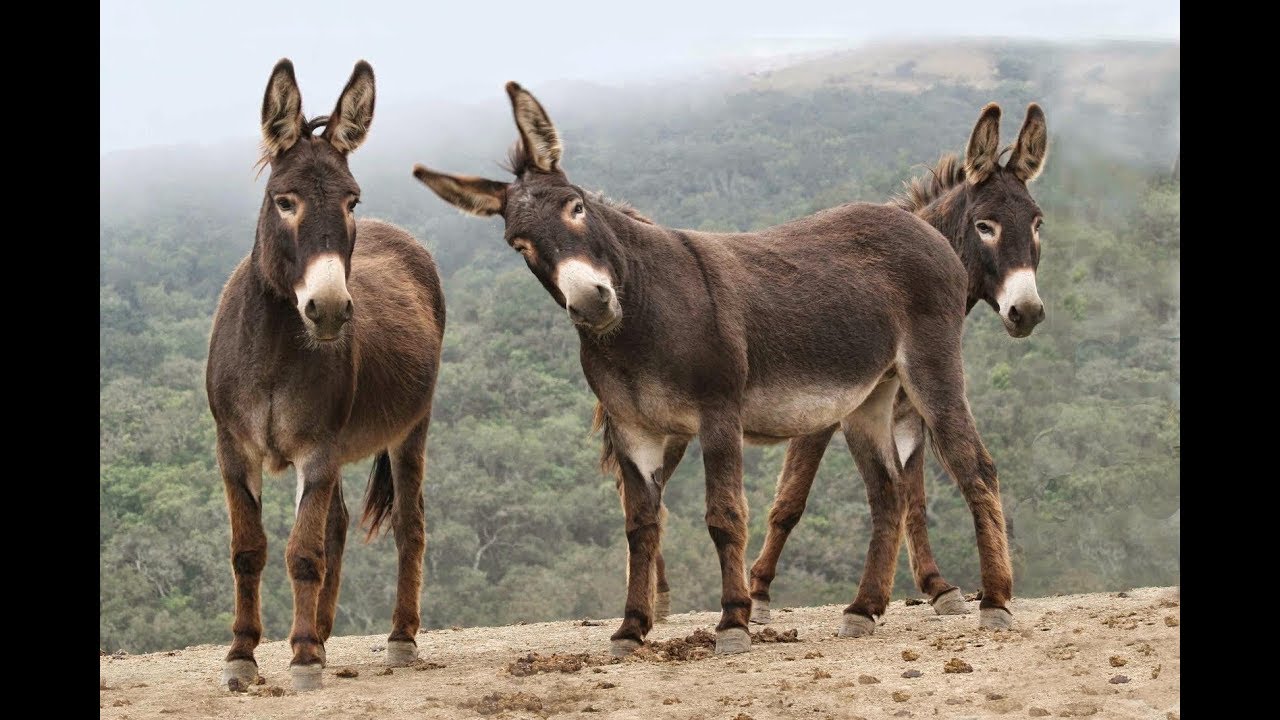 Productor derivados de la Leche y Carne de Burro - TvAgro por Juan Gonzalo Angel