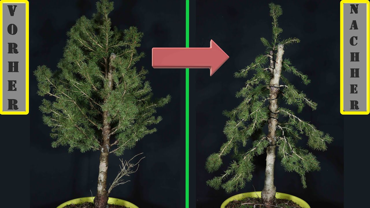 Vom Weihnachtsbaum zum Bonsai - die Zuckerhutfichte