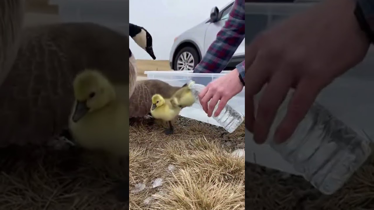 Man saves injured baby goose and his Mother in heartwarming rescue #Wildlife #Rescue #Nature