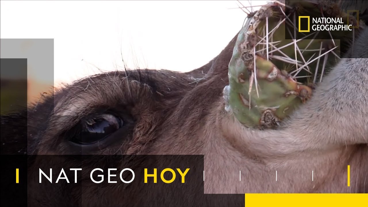 A estos camellos no les molestan las espinas en sus bocadillos de cactus | Nat Geo