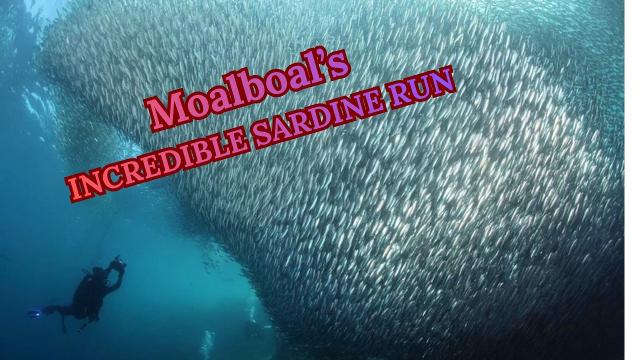 Moalboal’s Incredible Sardine Run 🐟 Swimming with Millions of Fish & Sea Turtles!
