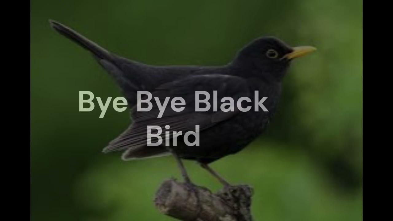 Bye Bye Black Bird by Papassarakan, S.