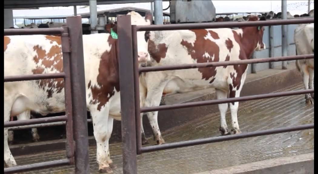 ProCROSS herd of Kevin Prins, Oakdale, California