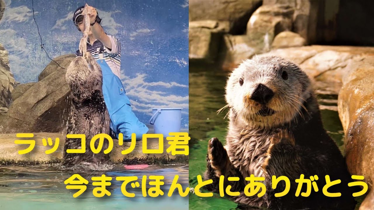 【追悼】リロくん今までありがとう、生前のお食事タイム、元気な姿のリロくん