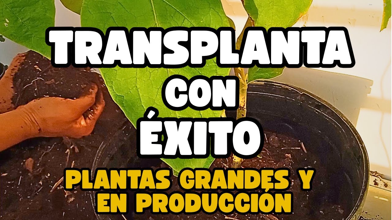 TRANSPLANTE EXITOSO de 