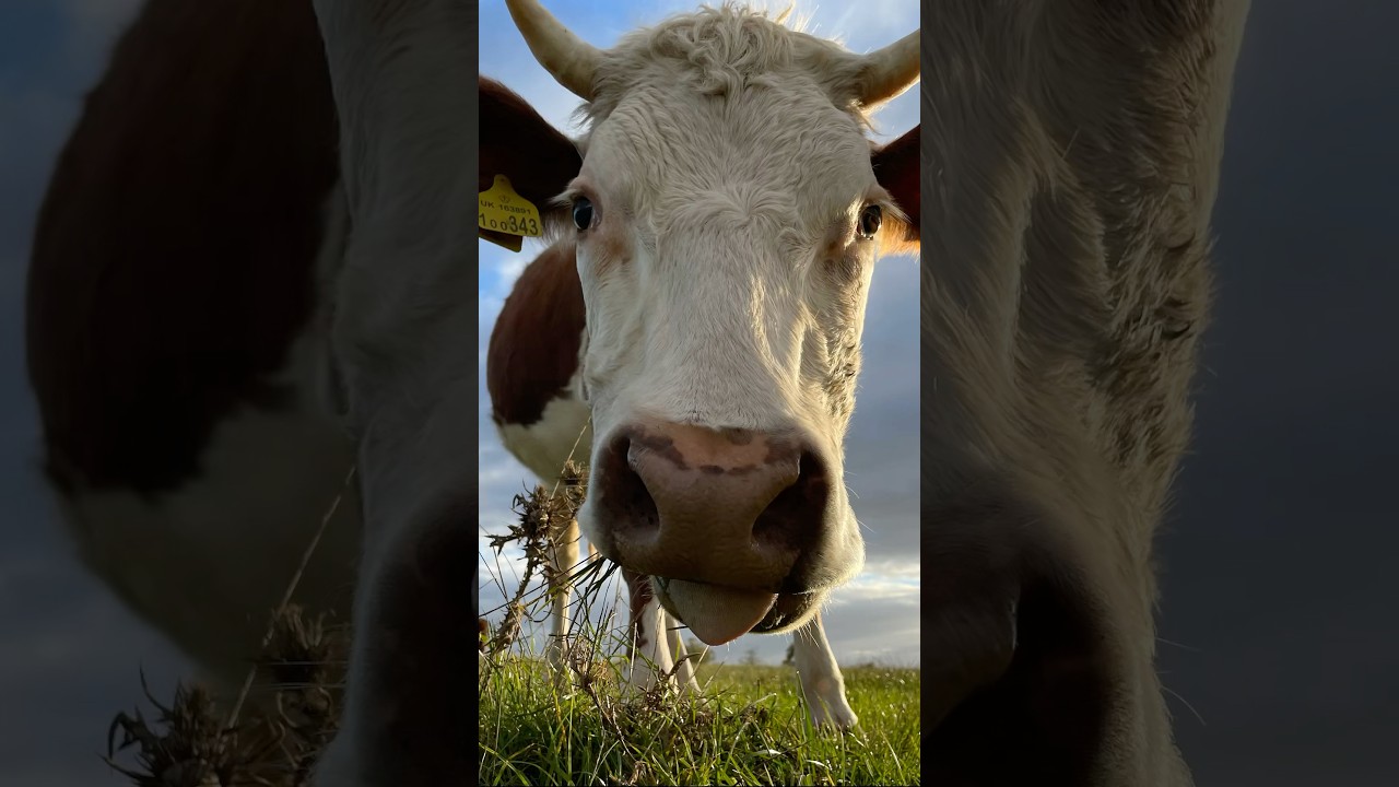 Old MacDonald had a Farm 🧑&zwj;🌾 COW! 🐄 #animals #childrensmusic #singalong #supersimple #kidssongs