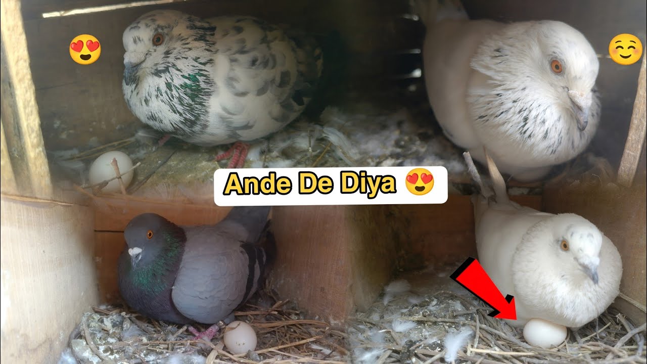Sare Kabutaron Ne Ande De Diya 🕊️🪺😍 ll