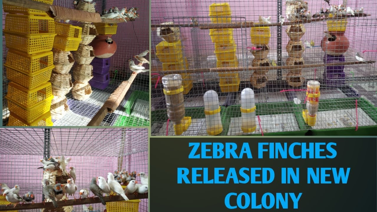 Zebra Finches Small and Beautiful Colony || Finch Mutations Colony || Albino Finches || ABP Aviary
