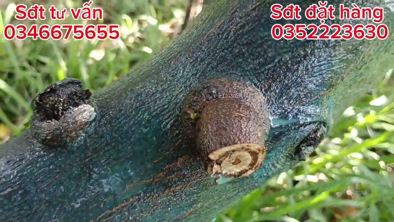 Chia sẻ cách xịt phân hữu cơ kích bông lớn trái bán tháng 2.3 nha cả nhà 