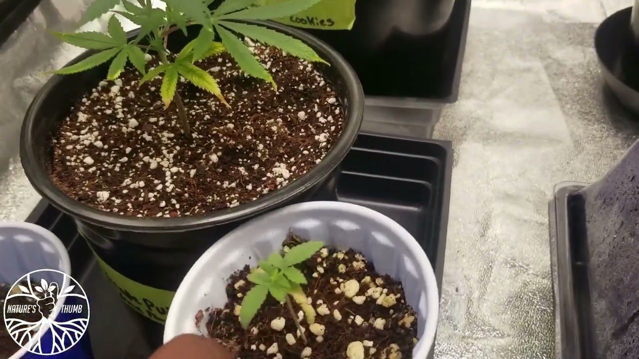 New Start Indoor Cannabis Grow