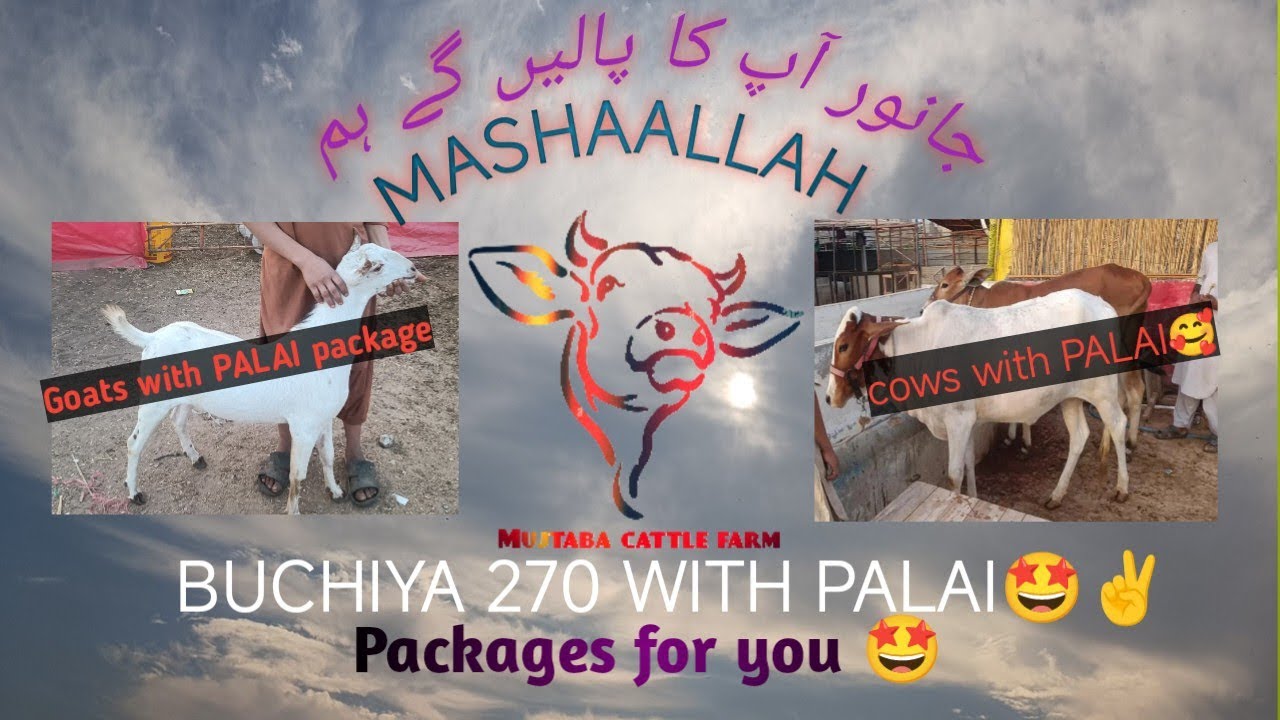 Palai packages with Qurbani animal 2026 goats with PALAI packages🥰 MashaAllah just dial 03041609337