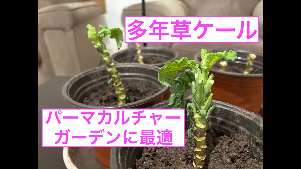 自然栽培　多年草ケールの紹介と植え付け　ドーベントンケール ダウベントンケールdaubenton kale #gardening #家庭菜園 #自然栽培 #gardening #貸し農園