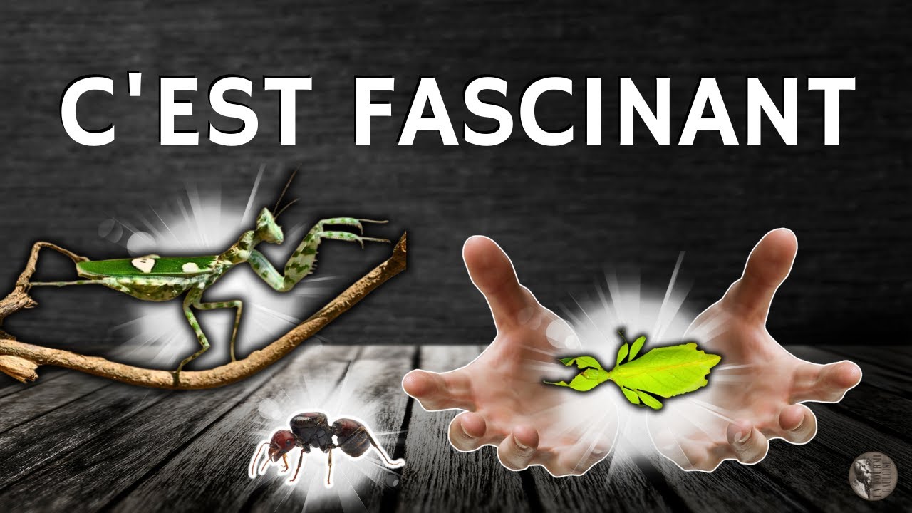 J'ai encore craqué, fourmis, phasmes, mante ... ( retour de la bourse à Bailleul FRANCE )
