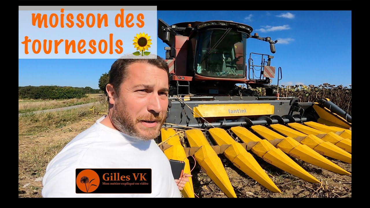 Moisson des tournesols 🌻  avec un cueilleur à maïs 🌽
