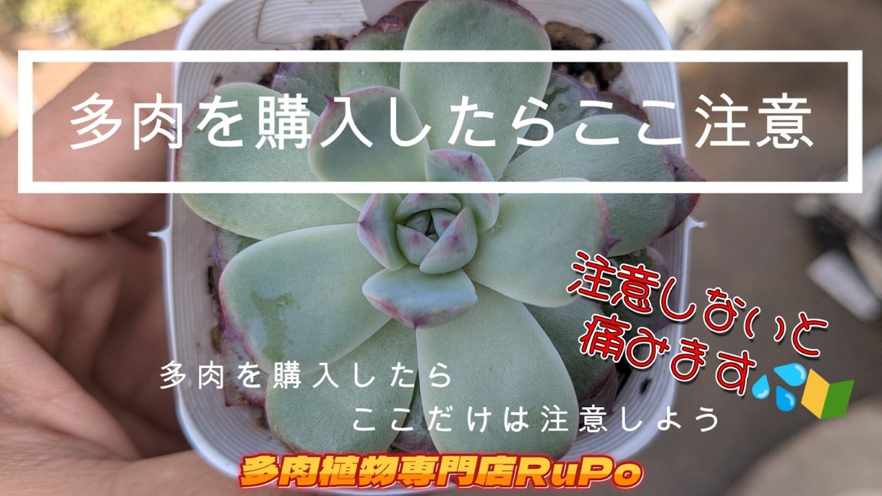 【多肉を購入したらここ注意】　多肉を購入したらここだけは注意しよう！　注意しないと痛みます　最悪枯れちゃう？！　初心者必見🔰　多肉植物専門店RuPo