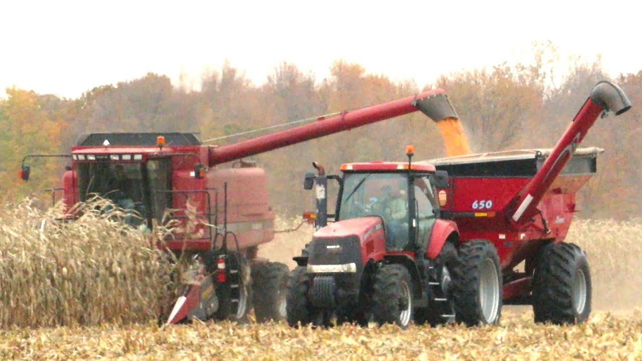 Harvest 2020 | Case IH 2366 Combine Harvesting Corn | Corn Harvest 2020