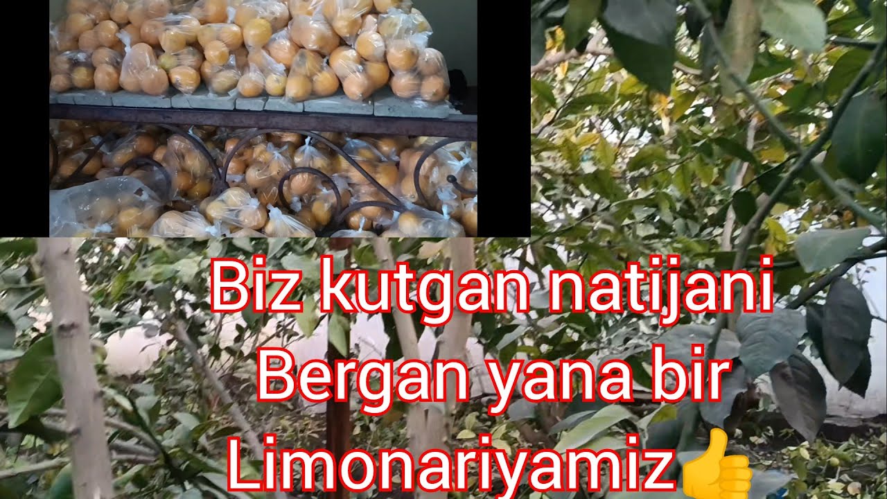 ЯНА БИР БИЗ КУТГАН НАТИЖАНИ БЕРГАН ЛИМОНАРОЯМИЗ. YANA BIR BIZ KUTGAN NATIJANI BERGAN LIMONARIYAMIZ..