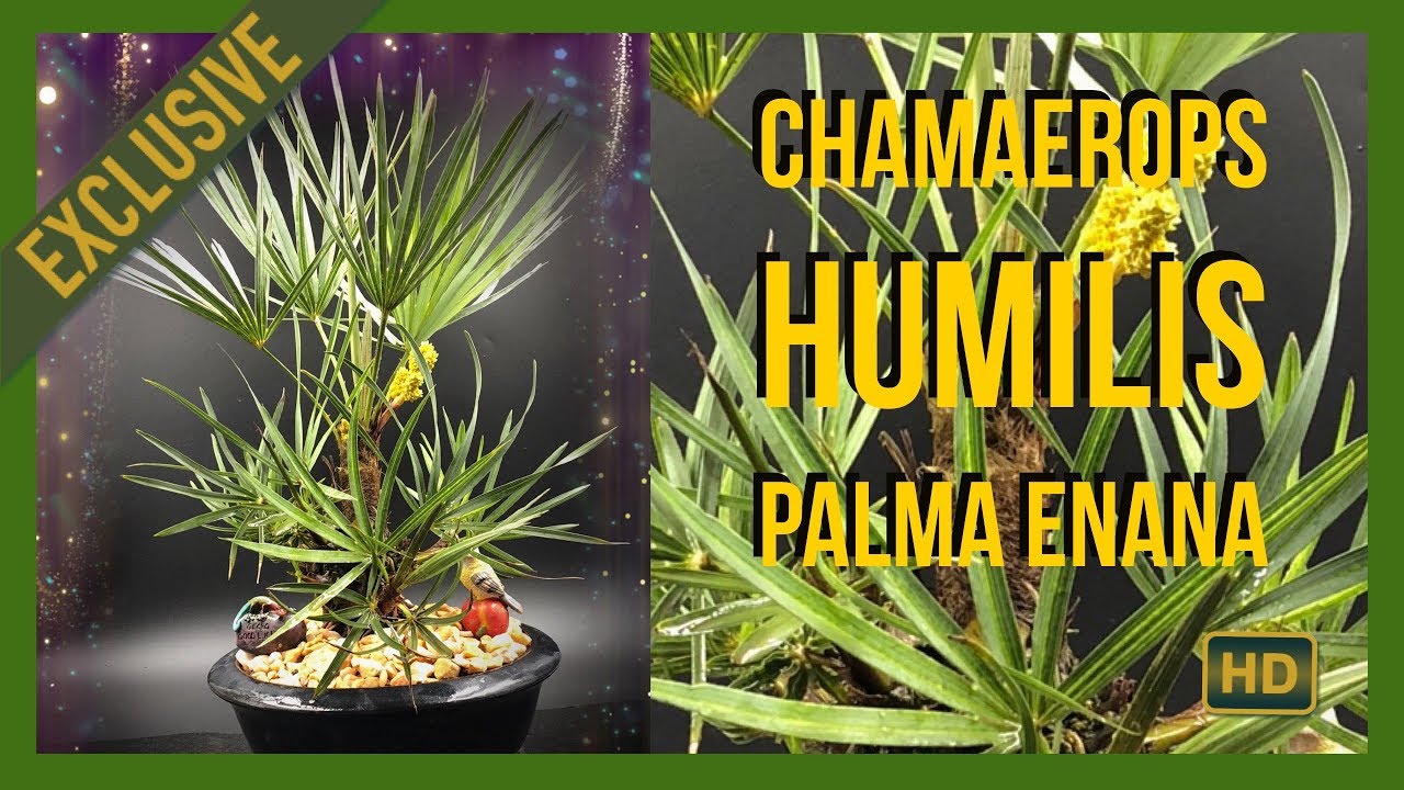 Bonsai Palmera Enana. Chamaerops Humilis