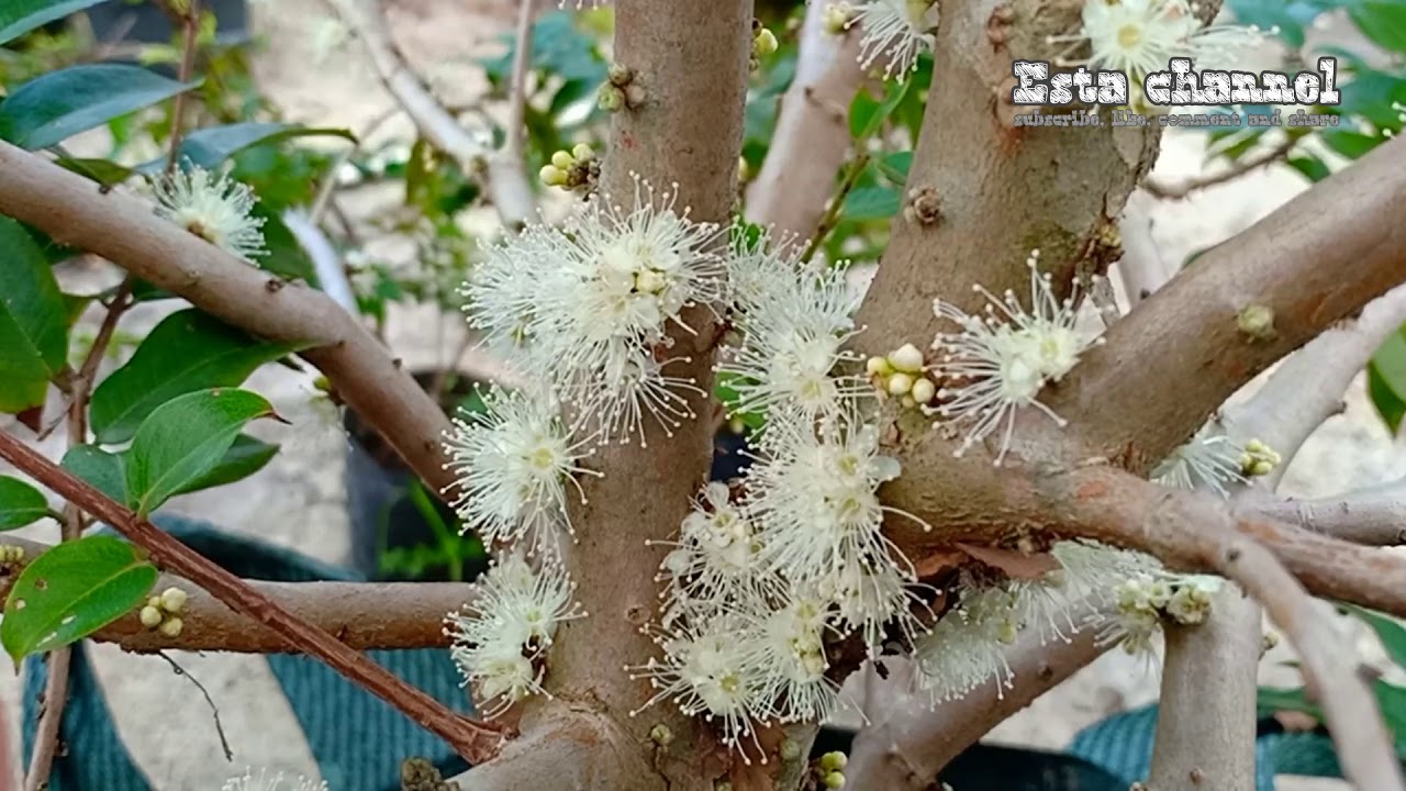 cara agar bunga anggur brazil atau jaboticaba menjadi buah