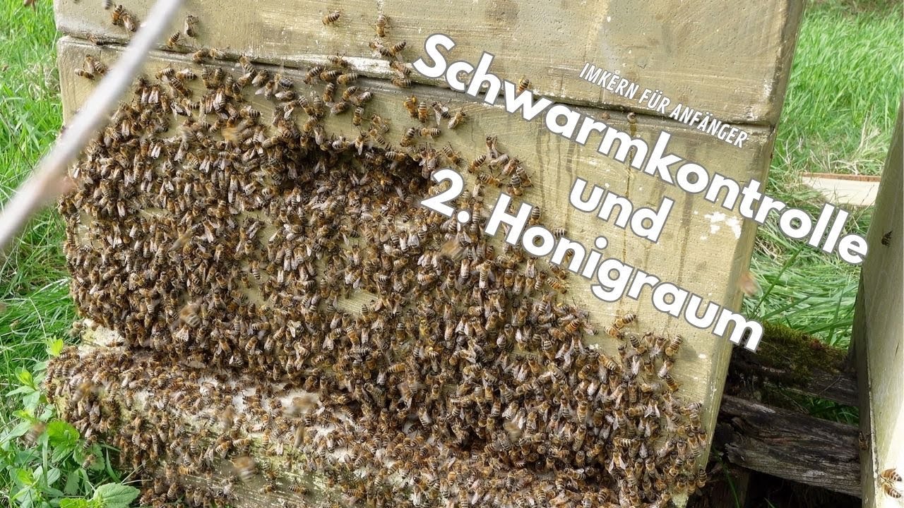 Die ERSTE richtige Durchsicht - Schwarmkontrolle und schon der zweite Honigraum!