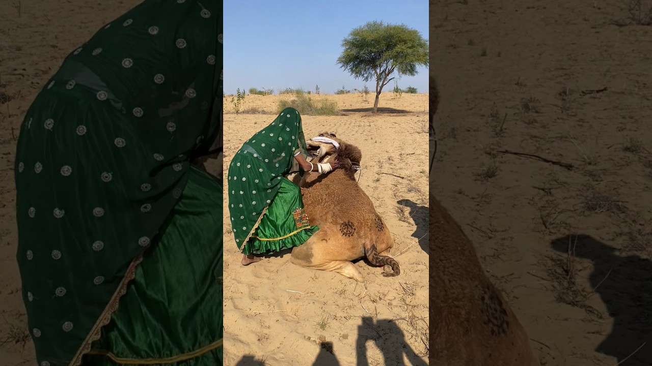 ماذا فعلت المرأة عندما بدأ الجمل يعضّ ساقه؟ تدخل سريع أنقذ الموقف