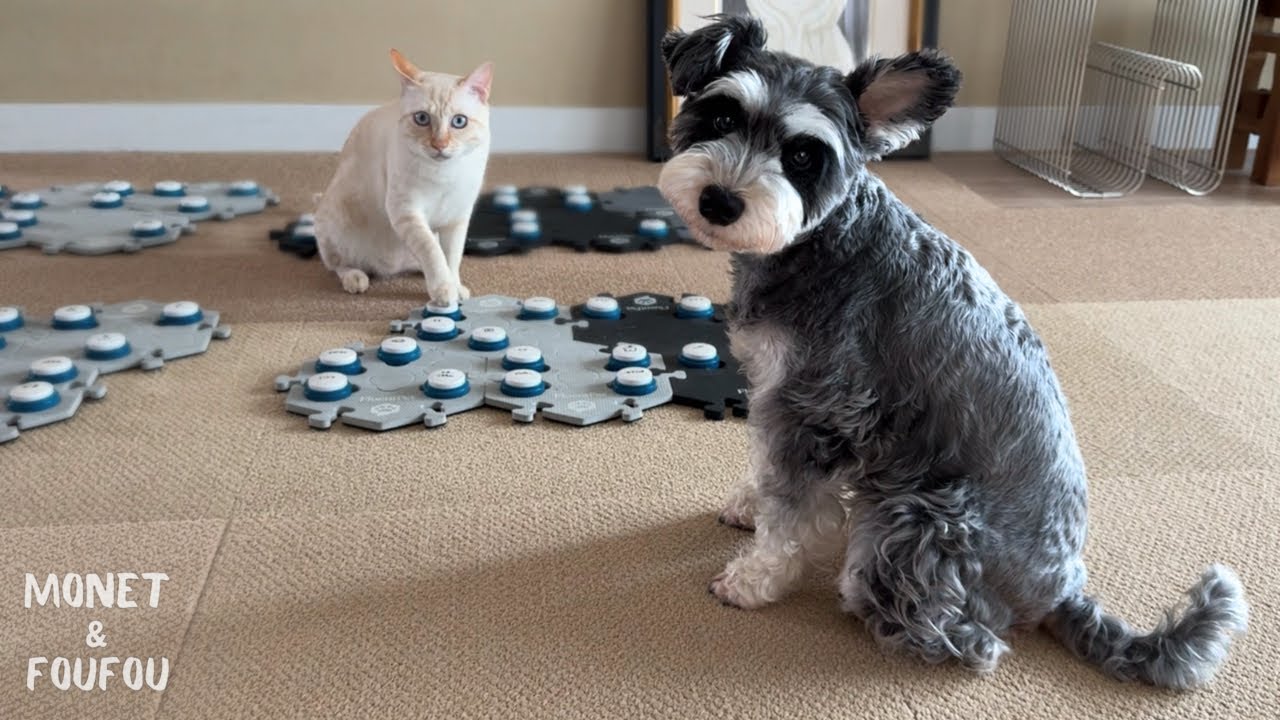 弟猫にボタンの意味をそっと教える姉犬…心じんわり♡