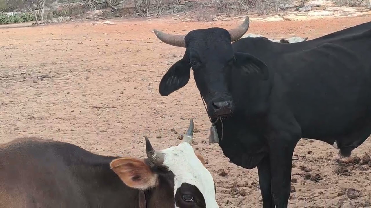 Benedito mostra duas lindas seriemas 