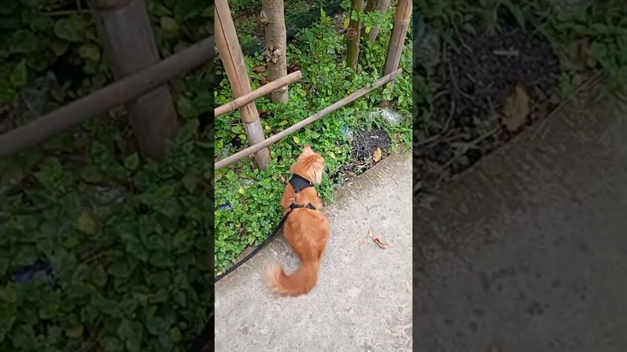 Delben_black jalan jalan pagi