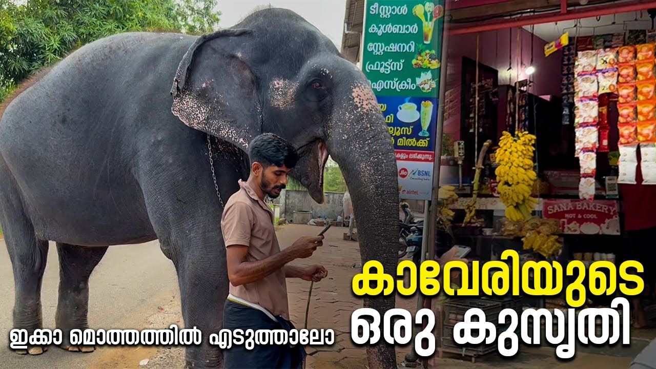 ഇക്കാ മൊത്തത്തിൽ എടുത്താലോ  I Kaveri ELephant Malappuram 