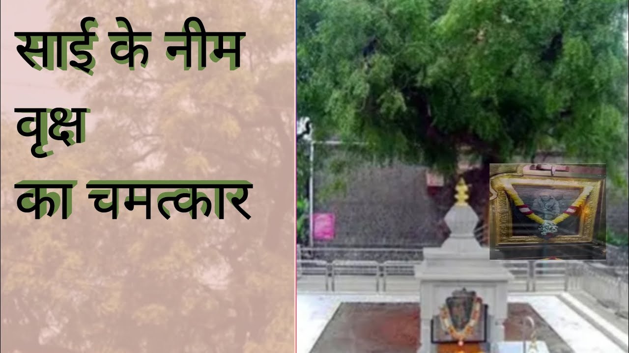 साई के निम वृक्ष  का चमत्कार