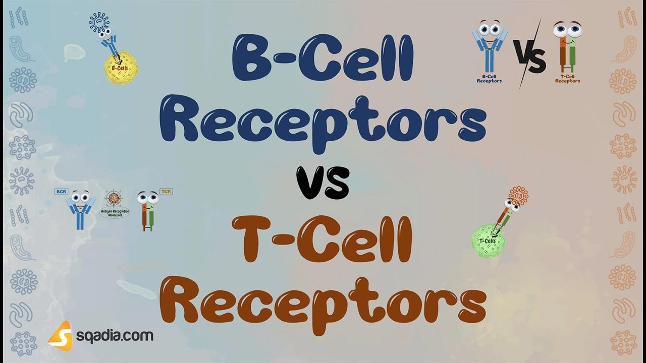 B-Cell Receptors vs T-Cell Receptors - Overview