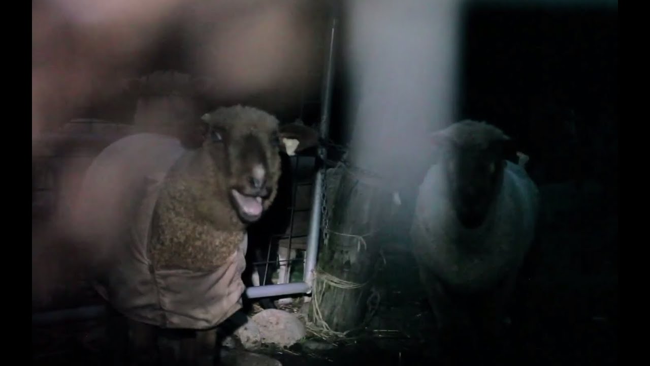 Nocturnal Screaming Sheep