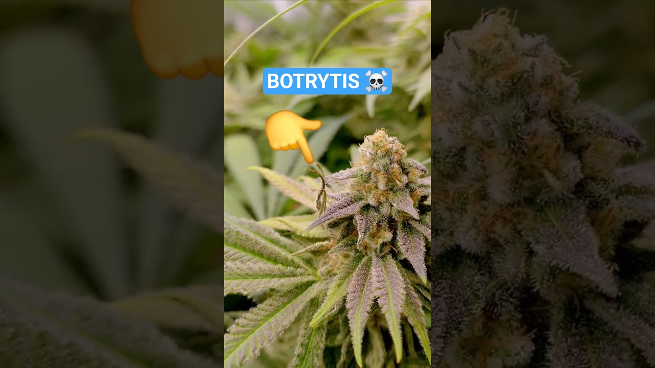 Schimmel / Botrytis !? - In der Bl&uuml;te!