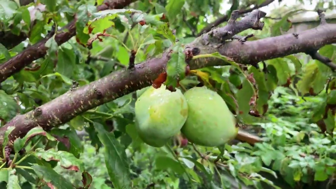 food forest 16January2026