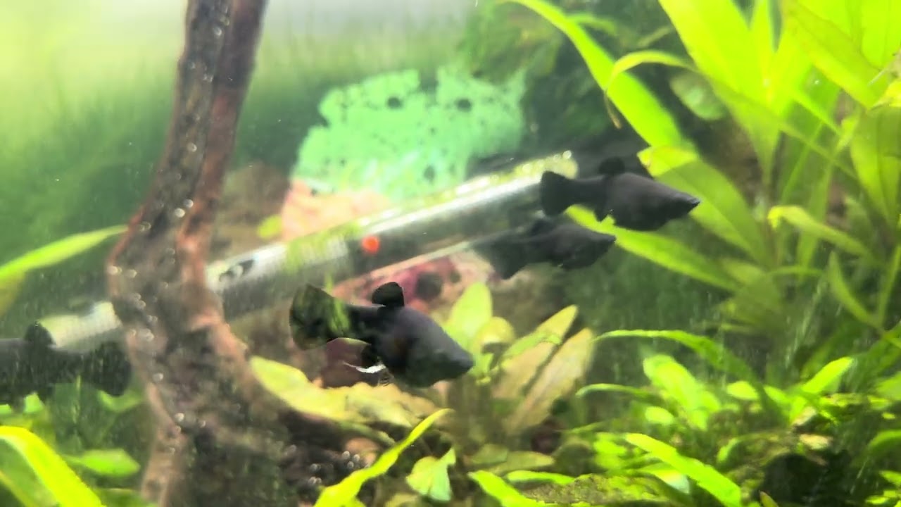 New aquarium tank going well ￼