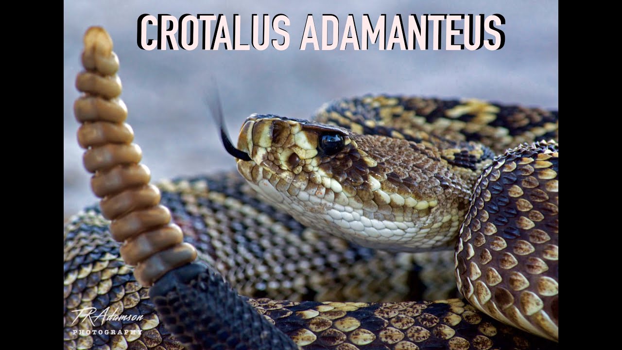 Crotalus adamanteus et nouveau Terrarium