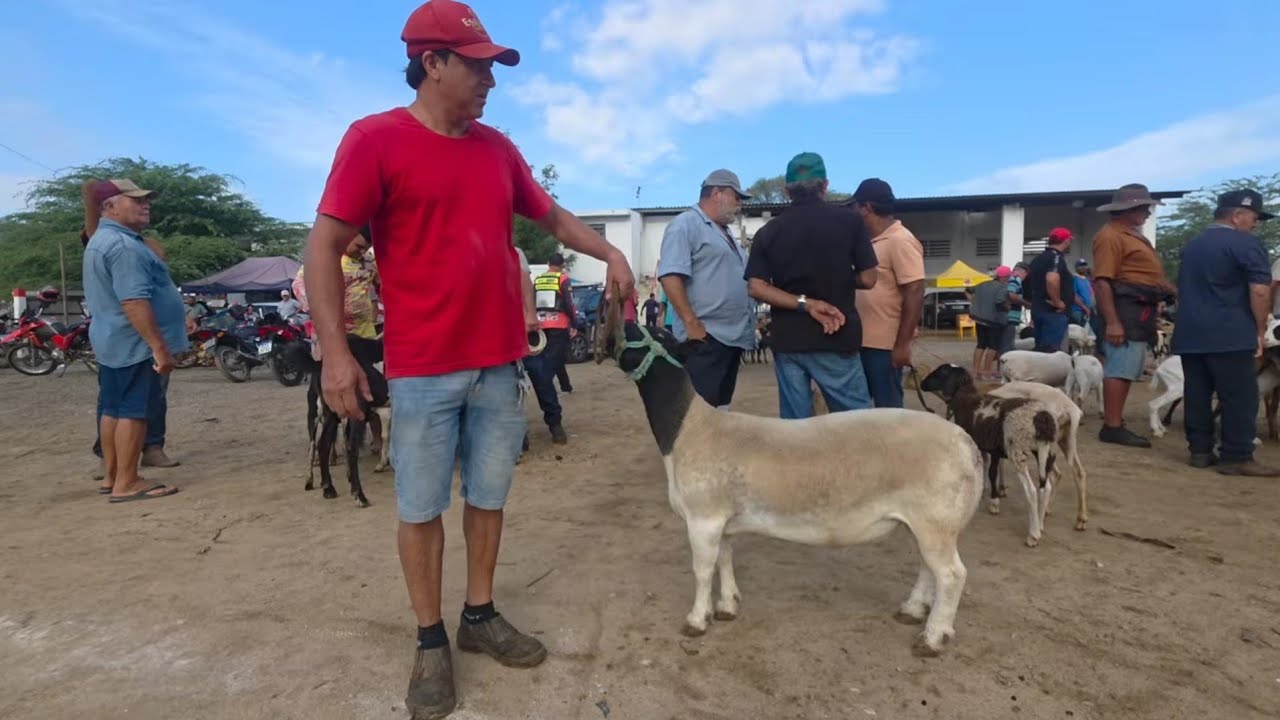 FEIRA DE ANIMAIS DE S.C.C-PE 09/02/2026