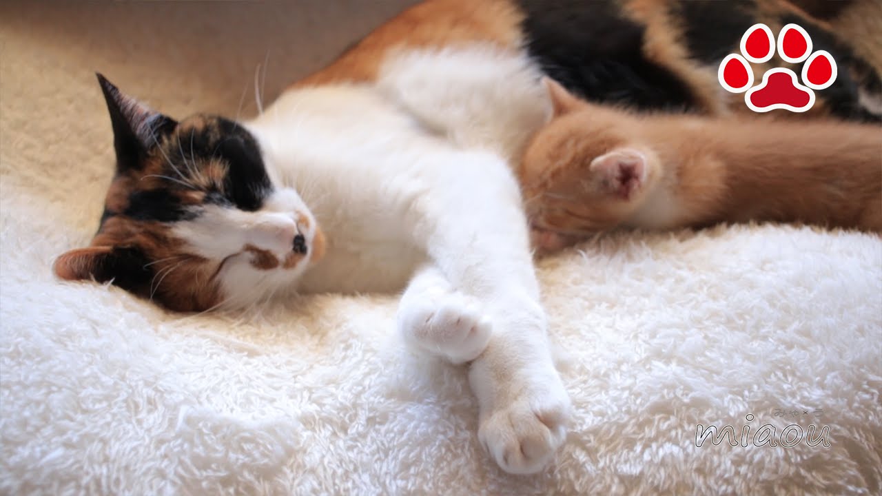 Милый котенок Майя. не курить кота соски-I'm not sucking cat tits.Cute kitten Maya.