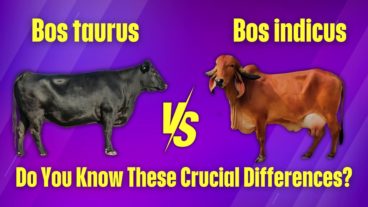 What Makes Bos Indicus So DIFFERENT From Bos Taurus?